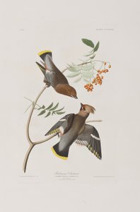 Birds of America」のイラスト 作： John James Audubon
