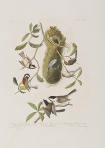 Birds of America」のイラスト 作： John James Audubon