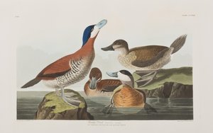 Birds of America」のイラスト 作： John James Audubon