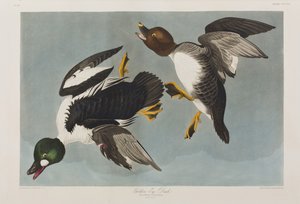 Birds of America」のイラスト 作： John James Audubon