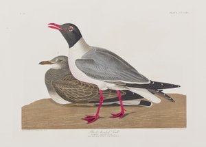 Birds of America」のイラスト 作： John James Audubon
