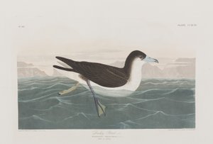 Birds of America」のイラスト 作： John James Audubon
