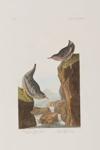 Birds of America」のイラスト