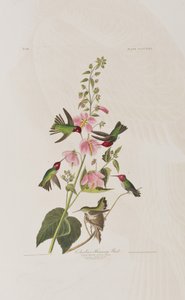 Birds of America」のイラスト