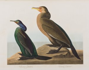 Birds of America」のイラスト