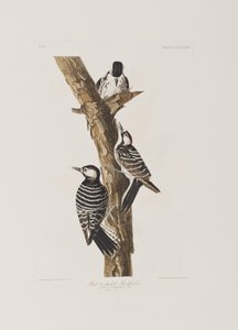 Birds of America」のイラスト 作： John James Audubon