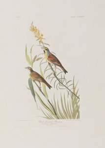 Birds of America」のイラスト 作： John James Audubon