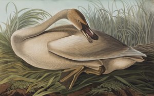 Birds of America」のイラスト