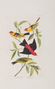 Birds of America」のイラスト 作： John James Audubon