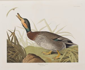 Birds of America」のイラスト 作： John James Audubon