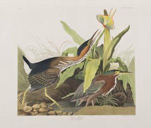 Birds of America」のイラスト 作： John James Audubon