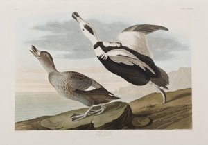 Birds of America」のイラスト 作： John James Audubon