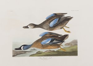 Birds of America」のイラスト 作： John James Audubon
