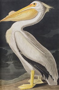 Birds of America」のイラスト 作： John James Audubon