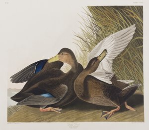 Birds of America」のイラスト 作： John James Audubon