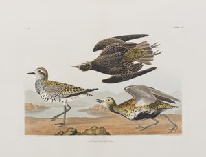 Birds of America」のイラスト 作： John James Audubon