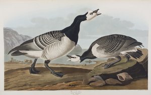 Birds of America」のイラスト 作： John James Audubon