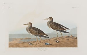 Birds of America」のイラスト 作： John James Audubon