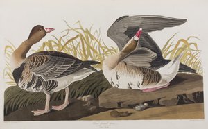 Birds of America」のイラスト 作： John James Audubon