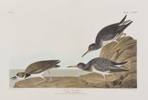 Birds of America」のイラスト 作： John James Audubon