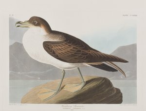 Birds of America」のイラスト 作： John James Audubon