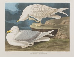 Birds of America」のイラスト 作： John James Audubon
