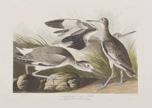 Birds of America」のイラスト 作： John James Audubon