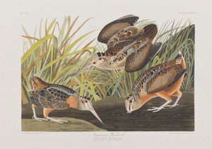 Birds of America」のイラスト 作： John James Audubon