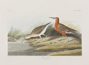 Birds of America」のイラスト 作： John James Audubon