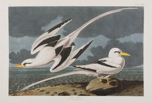 Birds of America」のイラスト 作： John James Audubon