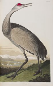 Birds of America」のイラスト 作： John James Audubon