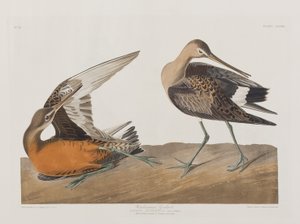 Birds of America」のイラスト