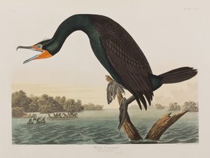 Birds of America」のイラスト