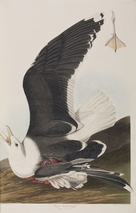 Birds of America」のイラスト 作： John James Audubon