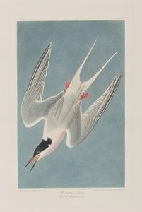 Birds of America」のイラスト