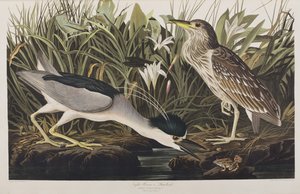 Birds of America」のイラスト 作： John James Audubon