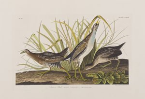 Birds of America」のイラスト 作： John James Audubon