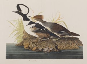 Birds of America」のイラスト 作： John James Audubon
