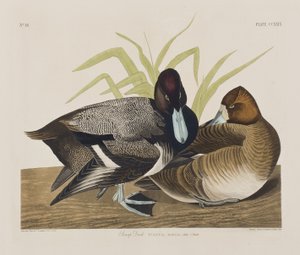 Birds of America」のイラスト 作： John James Audubon