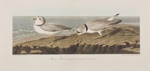 Birds of America」のイラスト 作： John James Audubon