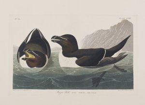 Birds of America」のイラスト