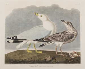 Birds of America」のイラスト
