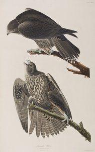 Birds of America」のイラスト 作： John James Audubon