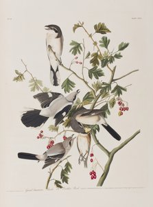 Birds of America」のイラスト 作： John James Audubon