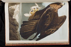 Birds of America」のイラスト 作： John James Audubon