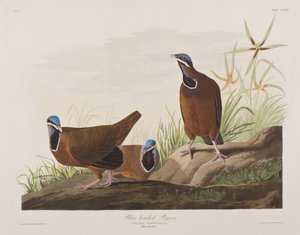Birds of America」のイラスト 作： John James Audubon