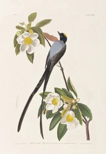 Birds of America」のイラスト 作： John James Audubon