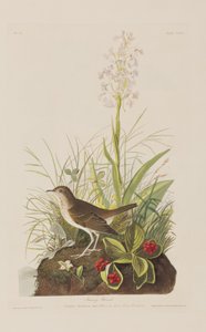 Birds of America」のイラスト 作： John James Audubon
