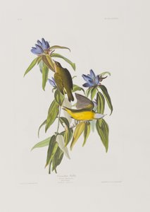 Birds of America」のイラスト 作： John James Audubon