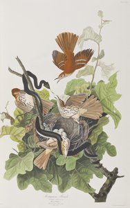 Birds of America」のイラスト 作： John James Audubon